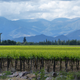 Image for article titled How The Great French Wine Blight Changed Grapes Forever